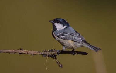 Coal tit at a wet forest in spring © Simonas