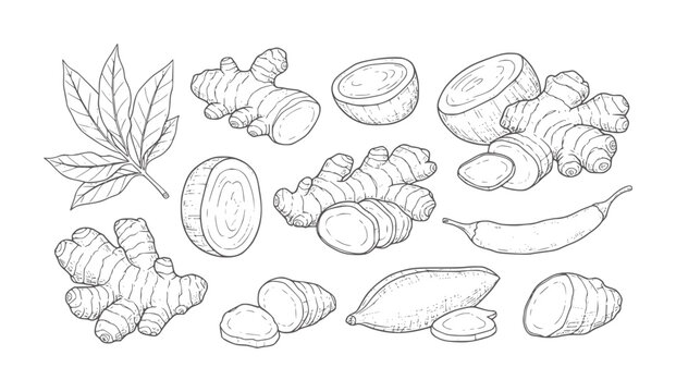 Hand drawn ginger root slices leaves and chili pepper leaf
