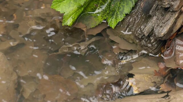 Bright light shines on tiny fish swimming energetically amidst the gentle ripples of a serene creek