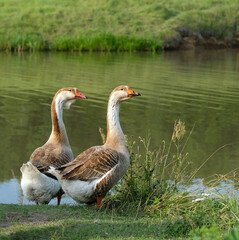 pair of geese birds in green grass near lake, natural background. Beautiful summer rural landscape with domestic greylag geese. Livestock countryside farm birds, village life concept. Animal breeding © Ju_see
