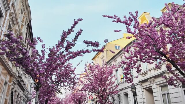 Cherry blossom trees in European city street with historic buildings, spring season in Germany, pink sakura flowers