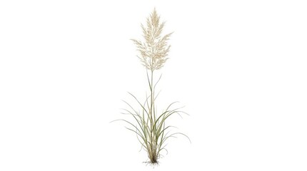 Obraz premium Tall ornamental grass with feathery plumes and roots isolated on white background