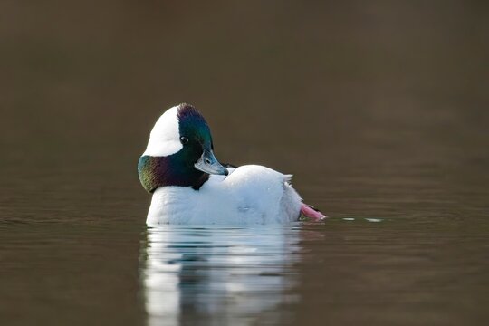 Male bufflehead swims in water.