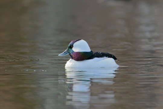  Male bufflehead in the calm water.