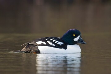 Fototapeta premium Barrow's goldeneye swimming in water.