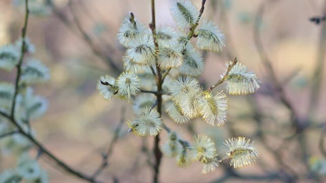 Blooming Salix Caprea Branches with Soft Fluffy Catkins in Spring Forest Close Up Sunny Background