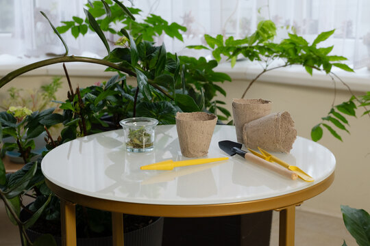 Potting plants and preparing garden tools on a table near a window in bright light