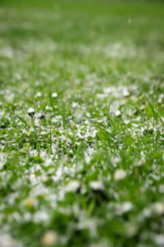 Grass covered with white flowers and and white hail during springtime in a garden