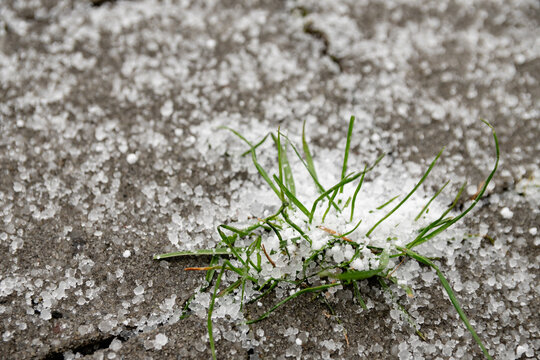 Grass peeking through ice pieces on a gray surface during winter weather