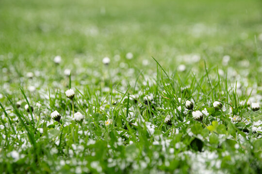 Grass covered with small white flowers and white hail found in a green field during daytime