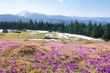 Obraz premium Purple crocus flowers blooming on a mountain meadow in spring with fir forest and snowy peaks under a blue sky