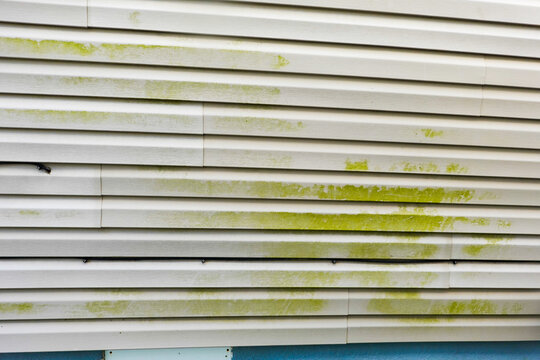 Green organic algae debris on the siding of a house