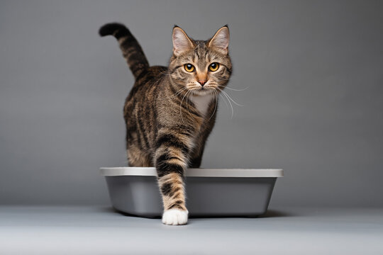A curious tabby cat standing in a clean litter box with a plain background