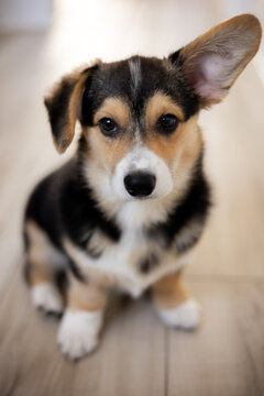 A corgi puppy with one ear up and one down