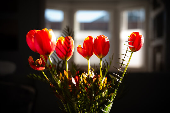 An arrangement of tulips in a vase with light and shadow