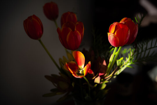 An arrangement of tulips in a vase with light and shadow