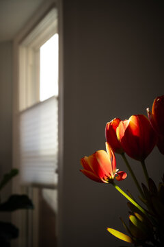 An arrangement of tulips in a vase with light and shadow