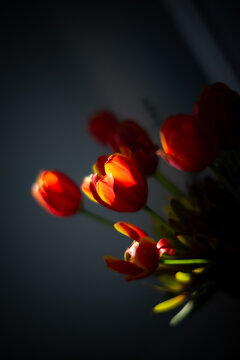 An arrangement of tulips in a vase with light and shadow