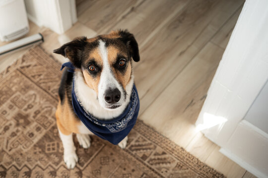 A dog with a bandana