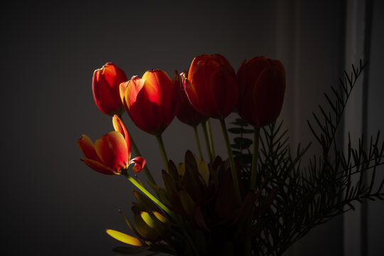 An arrangement of tulips in a vase with light and shadow