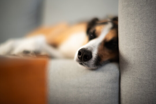 A dog sleeping on a sofa