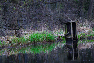 Wodny krajobraz żeremi bobrów © kubikactive
