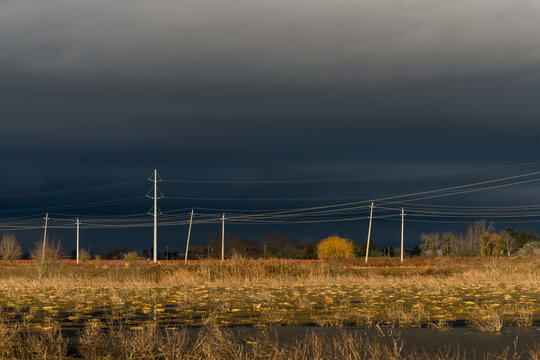 Canada, BC, Delta, Ladner.  Dramatic afternoon light illuminates bare trees and power poles in rural area south of Vancouver.