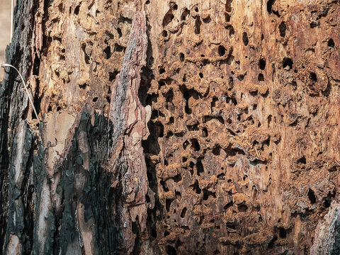 Termites feed on discs that are not well maintained. Close-up of Damaged Tree Bark with Insect Holes