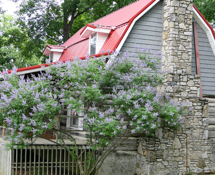 Chaste Tree in Bloom next to old Farm House