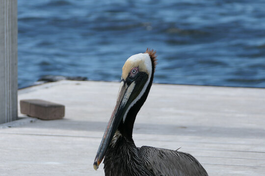 Pelican Portrait standing on the Dock