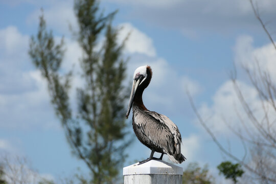 Pelican sitting on a Post