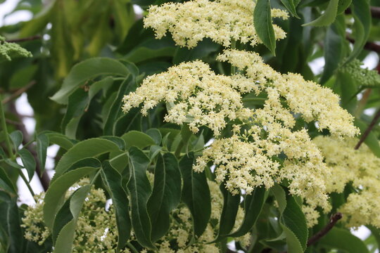 Blue Elderberry, Sambucus Mexicana, a superlative native synoecious perennial arborescent shrub displaying terminal cymose panicle inflorescences during Spring in Coastal Los Angeles County.