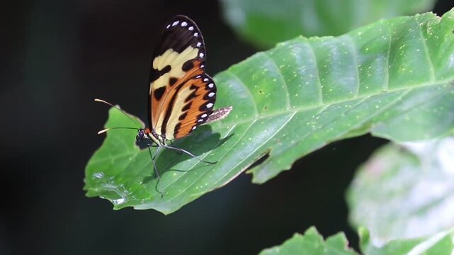 Butterfly Resting on Leaf in Natural Environment