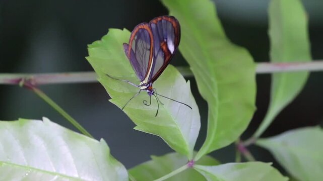 Butterfly Resting on Leaf in Natural Environment
