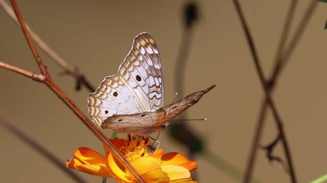 Butterfly Resting on Flower in Natural Environment