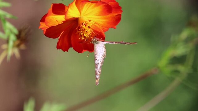 Butterfly Resting on Flower in Natural Environment	
