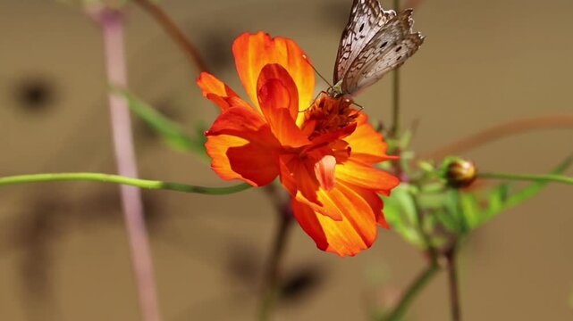 Butterfly Resting on Flower in Natural Environment	