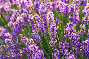 Obraz premium Lush lavender bushes covered with vibrant purple blooming flowers growing in a sunny summer garden or meadow background. Aromatic medicinal herb, herbal therapy, cosmetics, and natural wellness