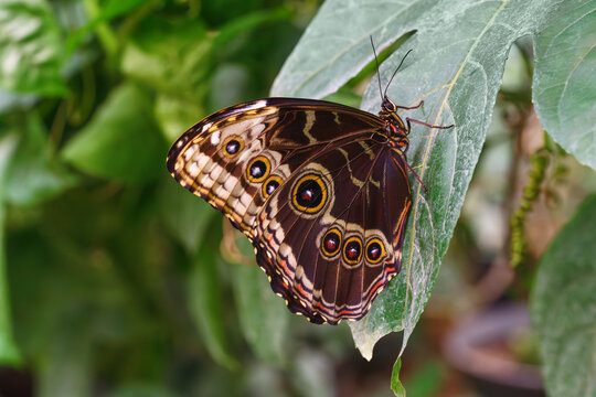 Morpho peleides, Peleides blue morpho, common morpho or the emperor butterfly, Nymphalidae family sitting on green leaf in garden background. Butterfly with brown and beige wings close up, macro.