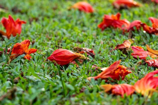 Orange African Tulip Tree flowers (Spathodea campanulata) scattered on green grass. Poetic image about nature's cycle and ephemeral beauty.