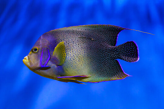 French angelfish, Pomacanthus paru with speckled pattern and elongated dorsal fin swimming in clear blue aquarium water background. Oceanarium, underwater life, aquatic animal, marine life
