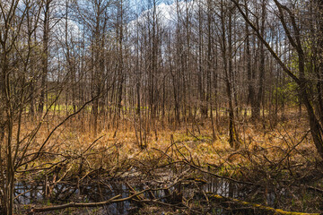 the trunks of small trees in wetlands that have been gnawed by beavers © michal812