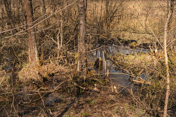 the trunks of small trees in wetlands that have been gnawed by beavers © michal812