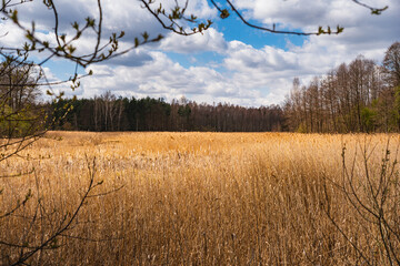 Fototapeta premium a withered reed, bathed in sunlight, growing at the edge of the forest