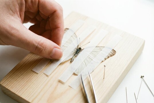 Hands carefully pinning a butterfly specimen on a wooden board with paper strips
