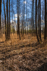 Fototapeta premium a forest in a wetland area in early spring, when the plants have not yet turned green