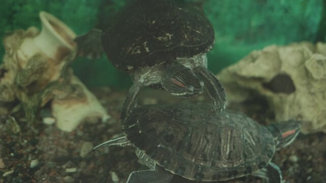 Reptile skin wrinkles are visible on its neck.Exotic pet floats calmly near the glass tank.Freshwater turtle paddles active legs in a stream.