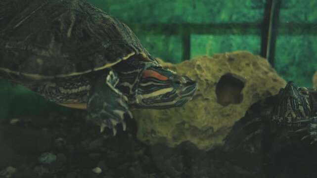 Red-eared slider turtle swims slowly in clear water.Close-up shot shows a detailed green reptile shell.Aquatic turtle breathes at the pond water surface.