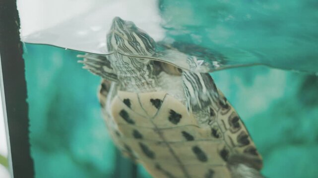 This high-quality photo of a turtle is perfect for pet care.The turtle image suits advertisements for professional aquarium equipment