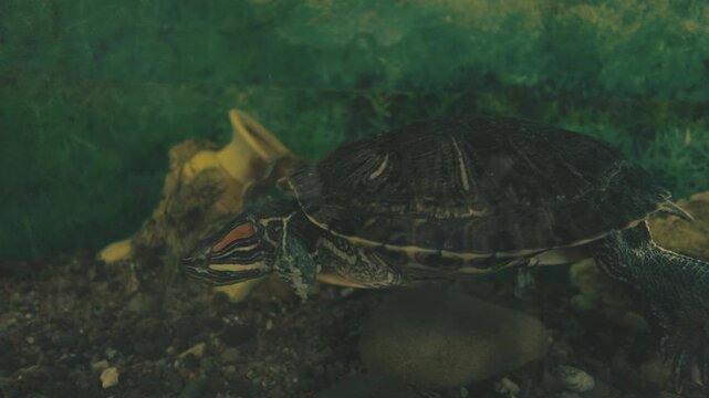 Soft light illuminates the turtle's detailed and textured skin.The clean blurred background emphasizes the swimming turtle.